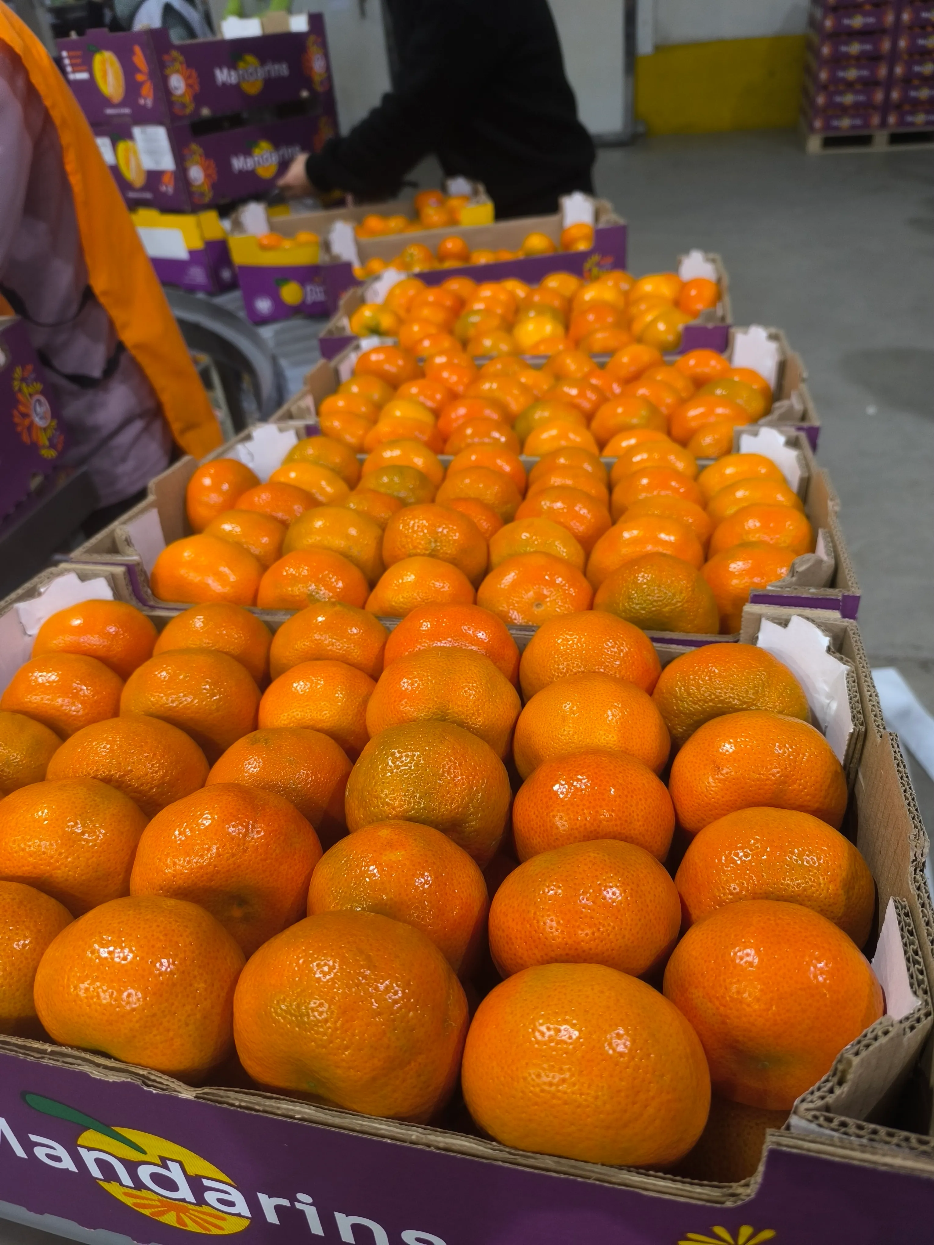 Cítricos seleccionados: mandarinas y naranjas